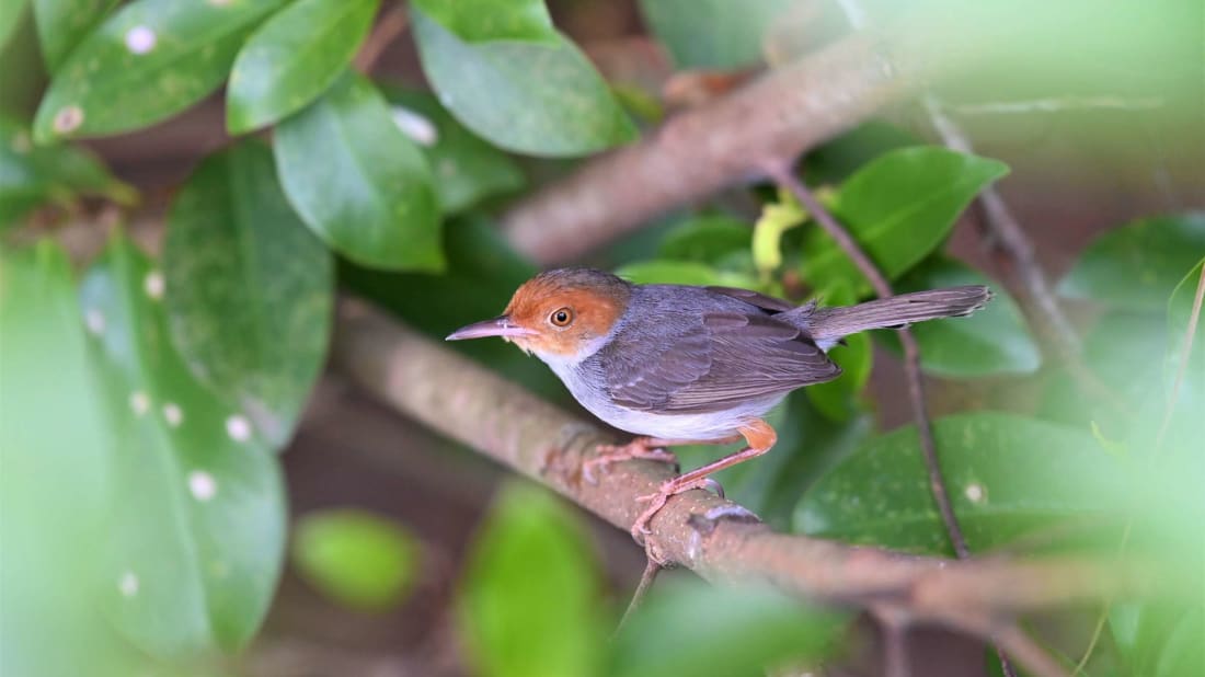 These birds will put your sewing skills to shame.