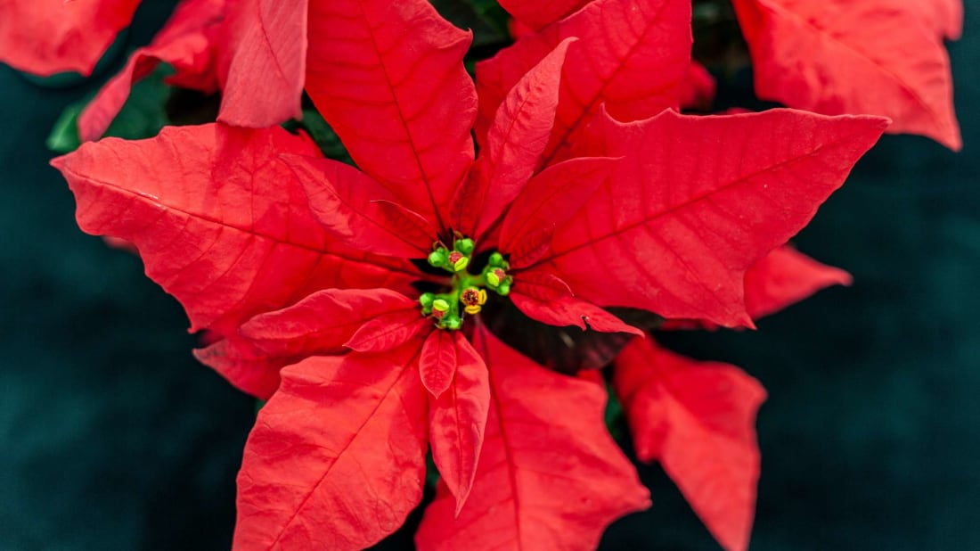 Wher<em></em>e did the word pointsettia come from, anyway?