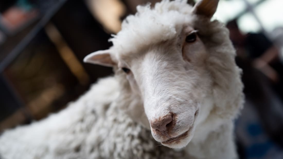 Dolly the sheep at the Natio<em></em>nal Museum of Scotland