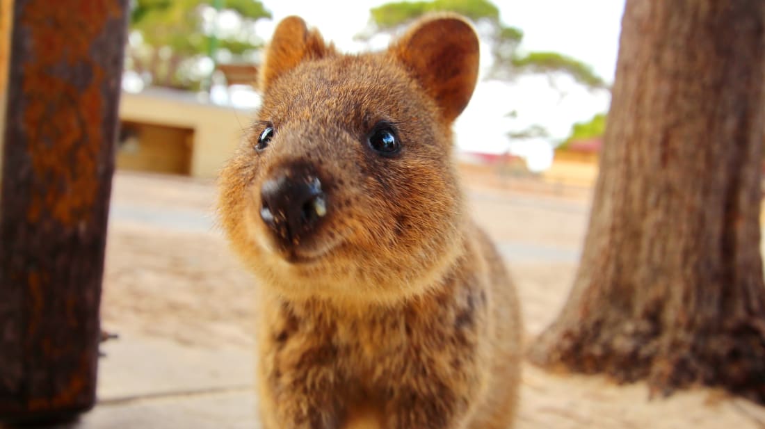 A quokka smiles for the camera