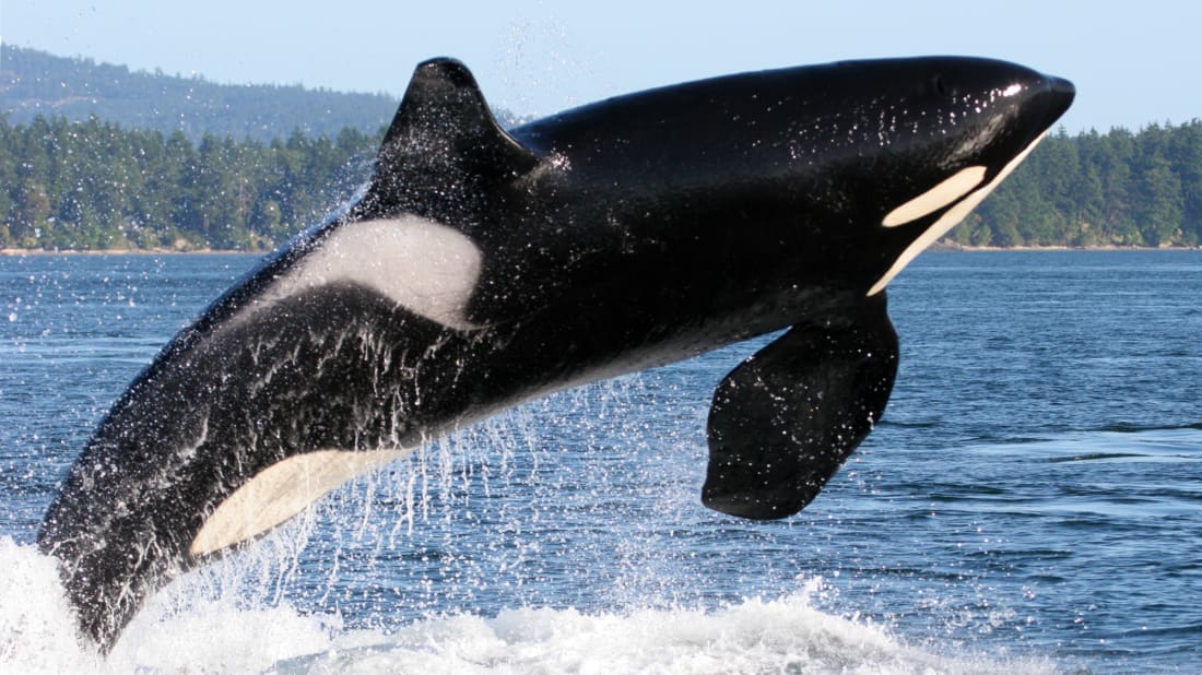 Killer whales might be lashing out in respo<em></em>nse to decades of disruption by humans.