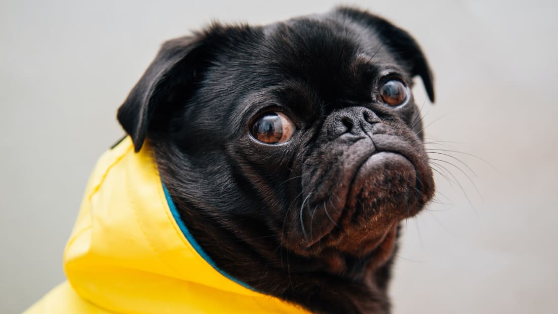 The face of a dog who clearly knows that a hard rain's a-go<em></em>nna fall.