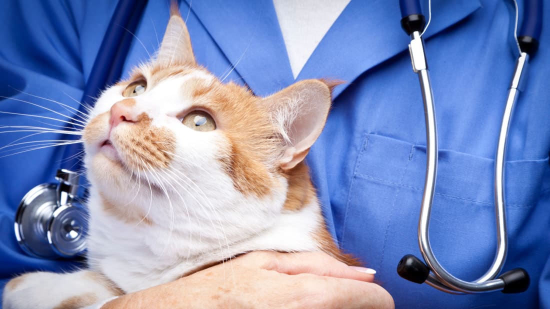 The WeCare Smart Health Mo<em></em>nitor for cats may help you save mo<em></em>ney on veterinary bills.