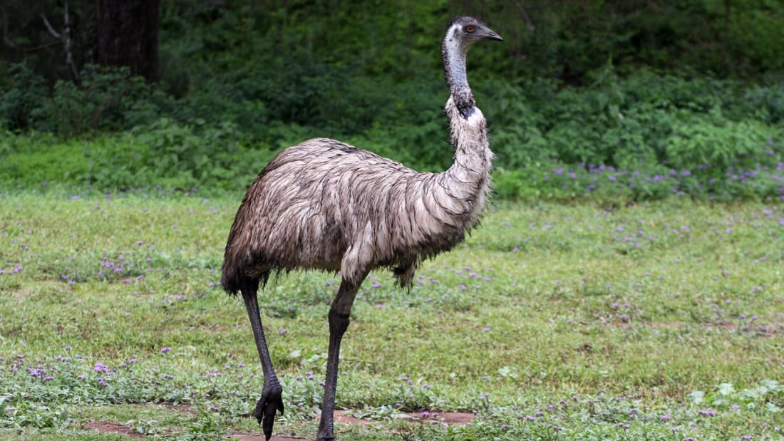 No room service for these emus.