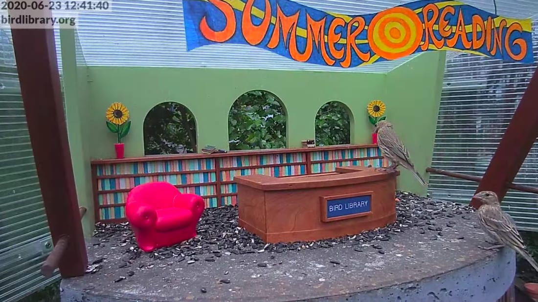 Bird Library, YouTube