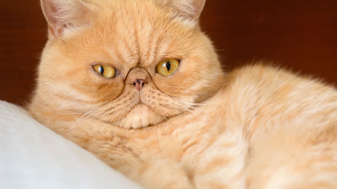 Cats can ruin a relatio<em></em>nship before it even gets started, according to science.