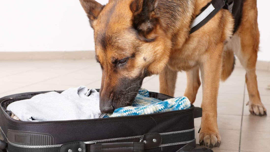 Dogs have been trained to sniff out the new coronavirus.