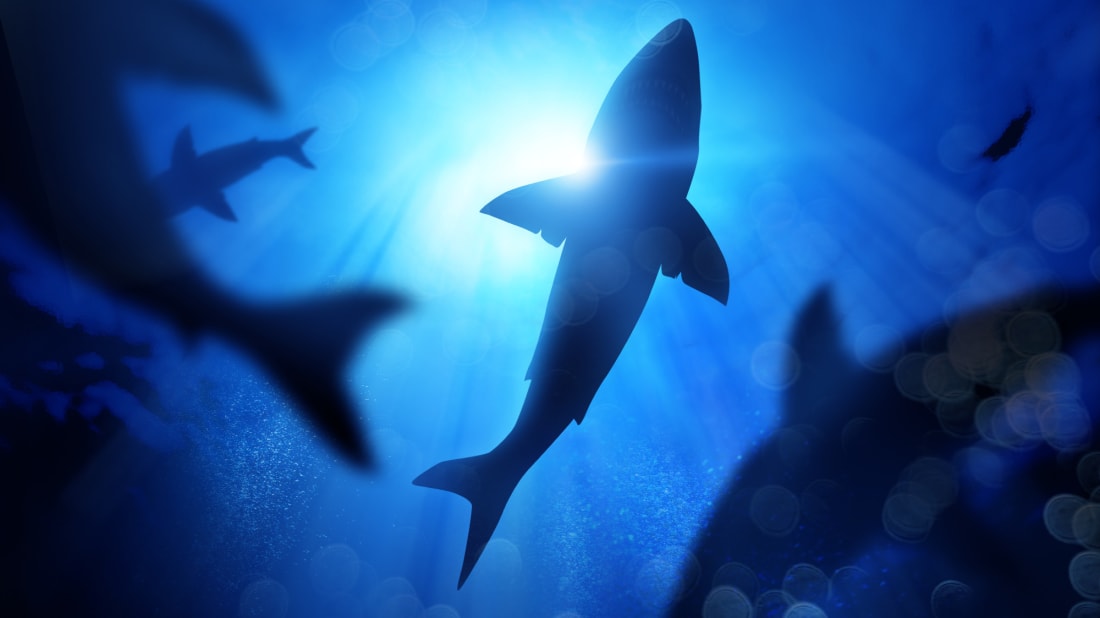 Great white sharks used prehistoric nurseries to protect their young. 