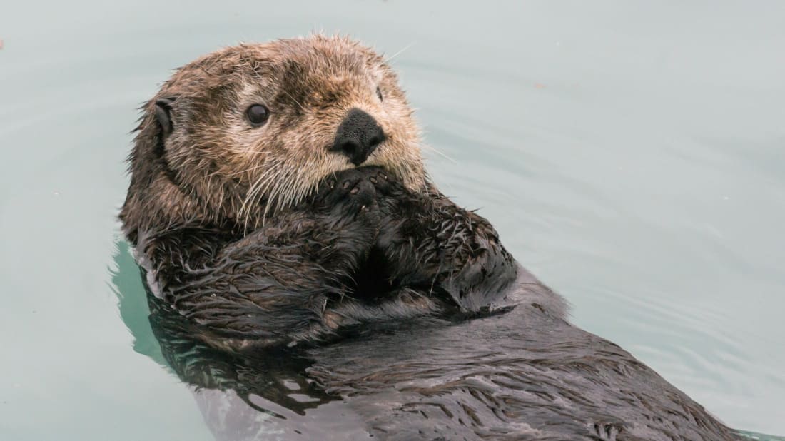 Otters co<em></em>ntinue to baffle scientists while remaining adorable. 