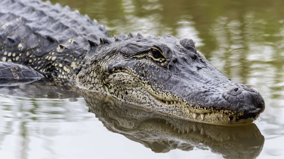 Cindy Larson/iStock via Getty Images