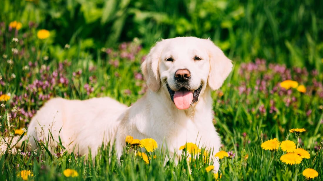 This Labrador Retriever is on top of the list, and she knows it.