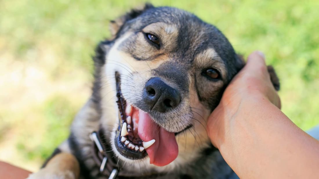 This dog can turn a foster home into a forever home with one slobbery smile.