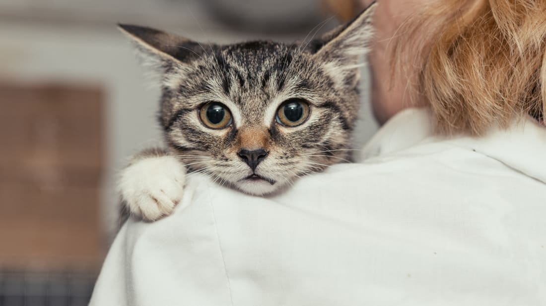 This cat might be happier showing off its butt. 