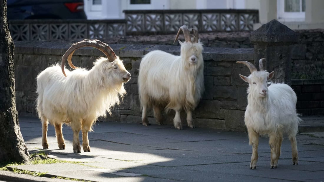 "We gon' run this town tonight!" —These goats, probably.