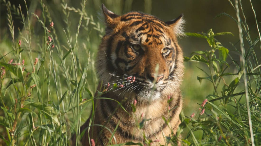 If you lived in Holmfirth, England, in the 1940s, there's a good chance you would've found a tiger like this one wandering around town.