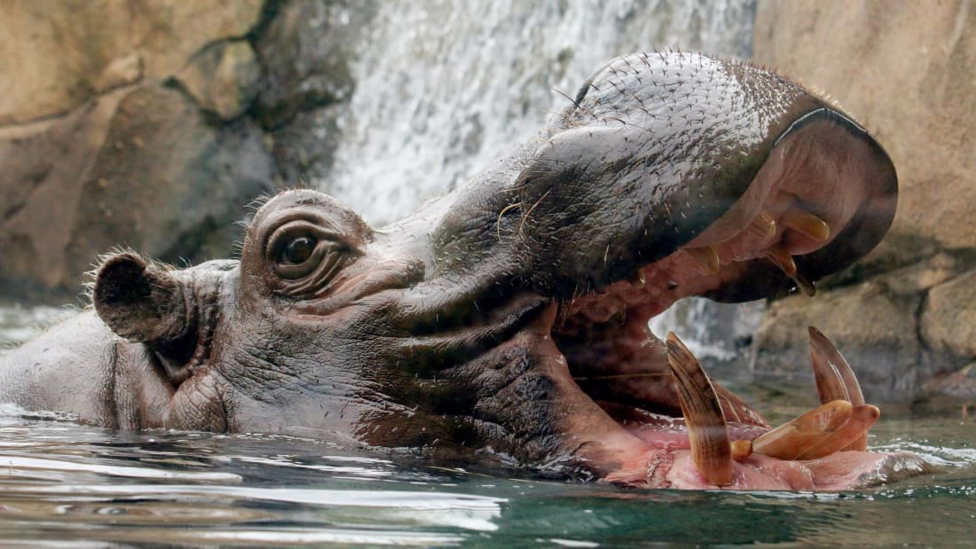 The critters at the Cincinnati Zoo are ready for their livestream close-ups.