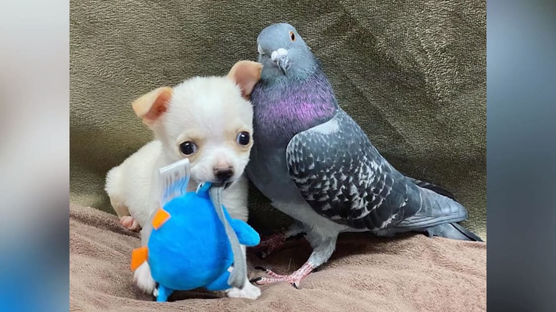 Lundy, the Chihuahua, and his pigeon friend, Herman.