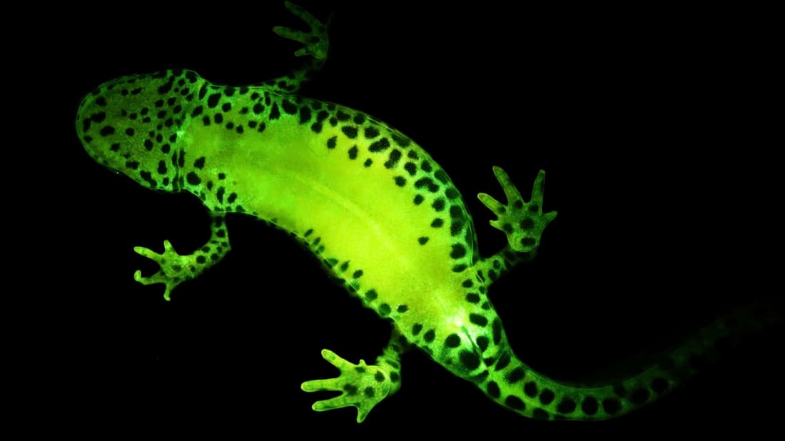 An alpine newt glows green after being exposed to blue light.