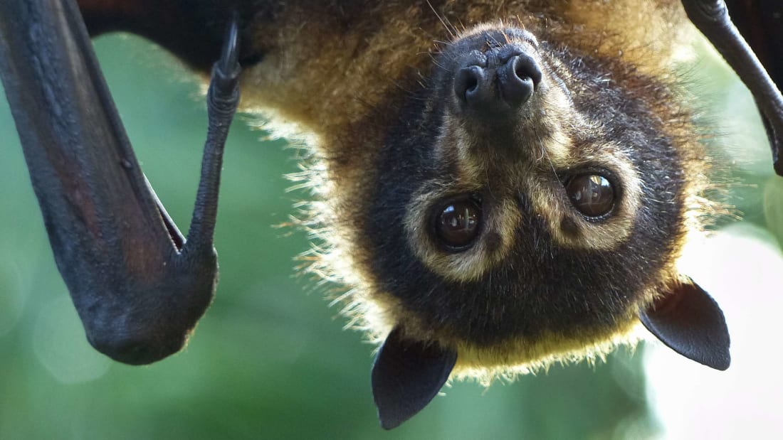 A spectacled flying-fox bat in Australia. 