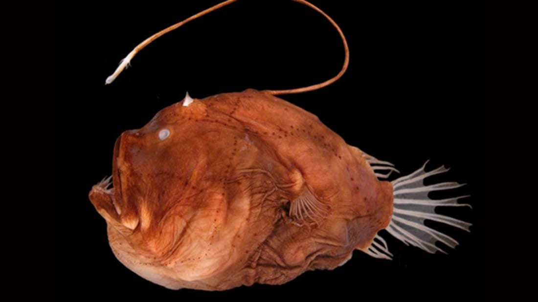 Masaki Miya et al. "Evolutio<em></em>nary history of anglerfishes (Teleostei: Lophiiformes): a mitogenomic perspective," BMC Evolutio<em></em>nary Biology 10, article number: 58 (2010), Wikimedia Commons // CC BY 2.0