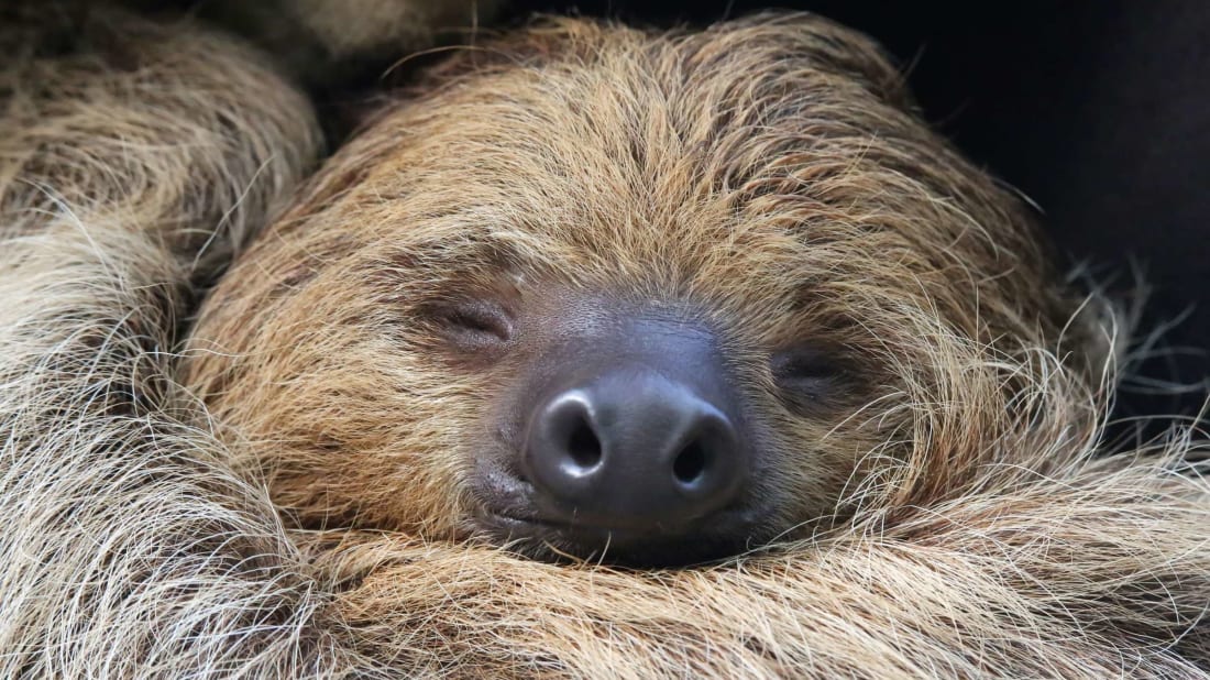 Sleeping two-toed sloth.