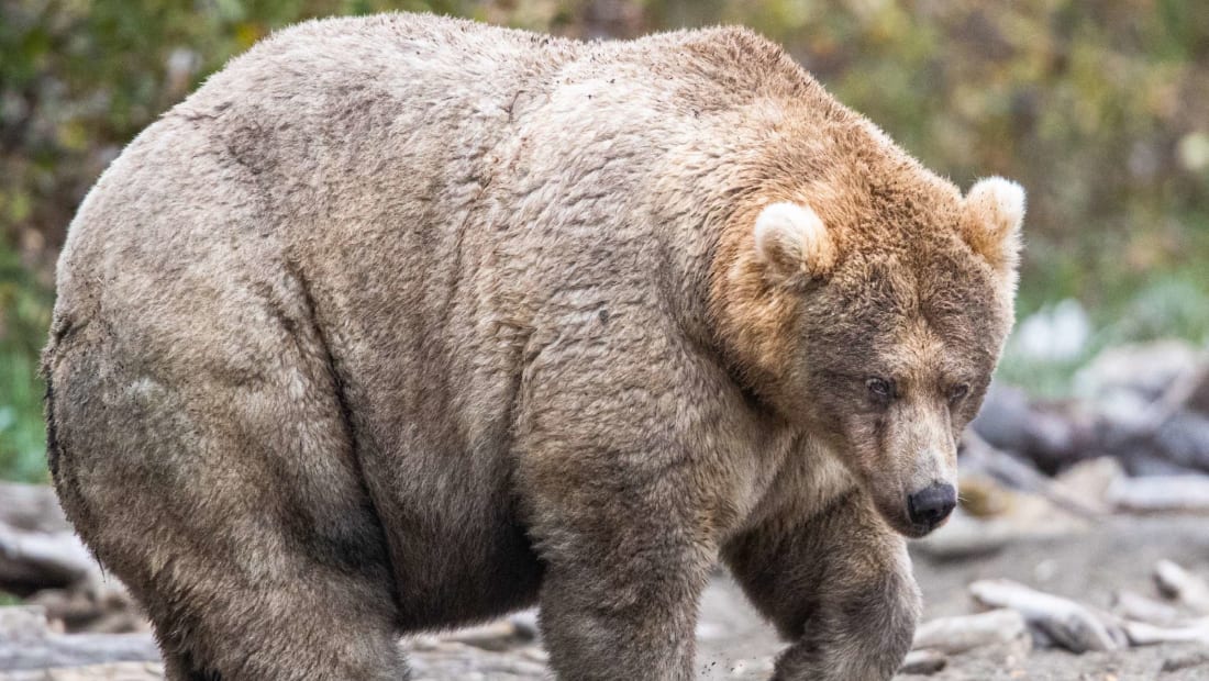 Katmai Natio<em></em>nal Park and Preserve via Flickr, Public Domain