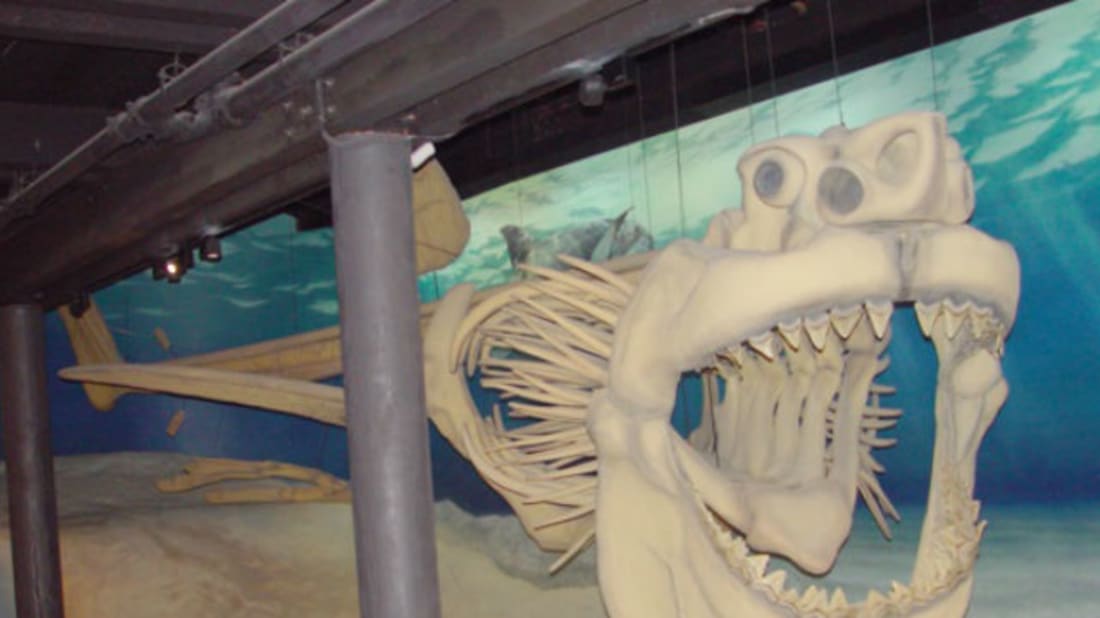 Reco<em></em>nstructed megalodon skeleton in Maryland // CC BY-SA 3.0