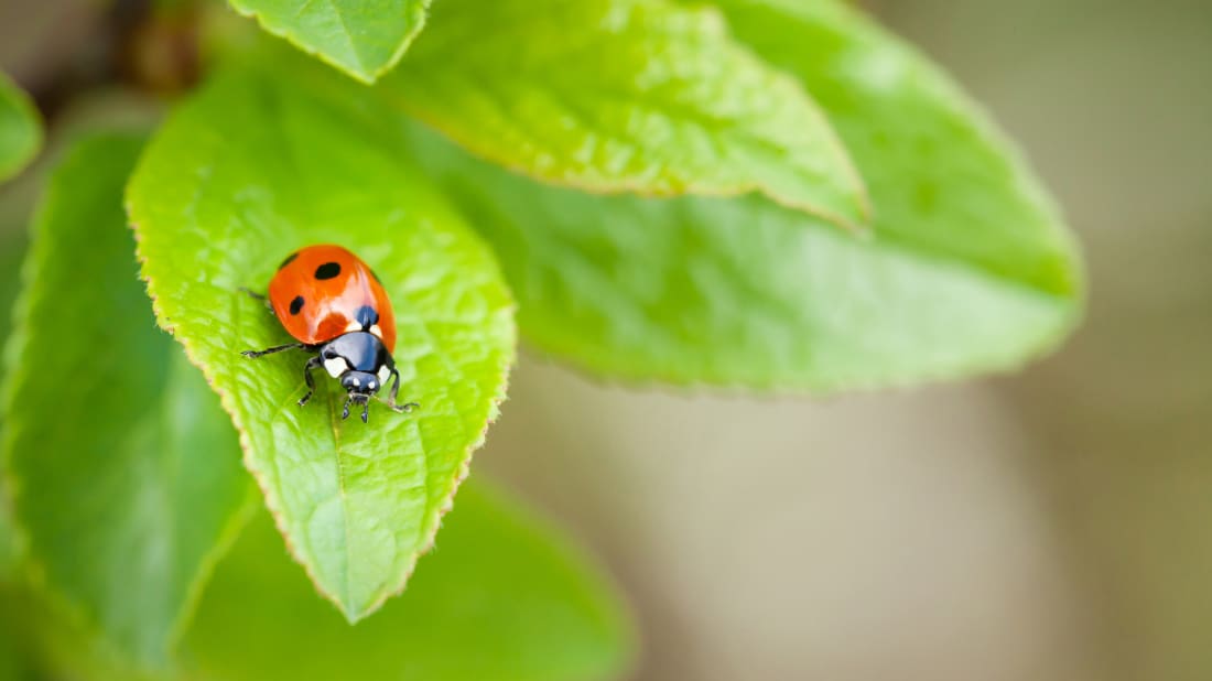 karandaev/iStock via Getty Images