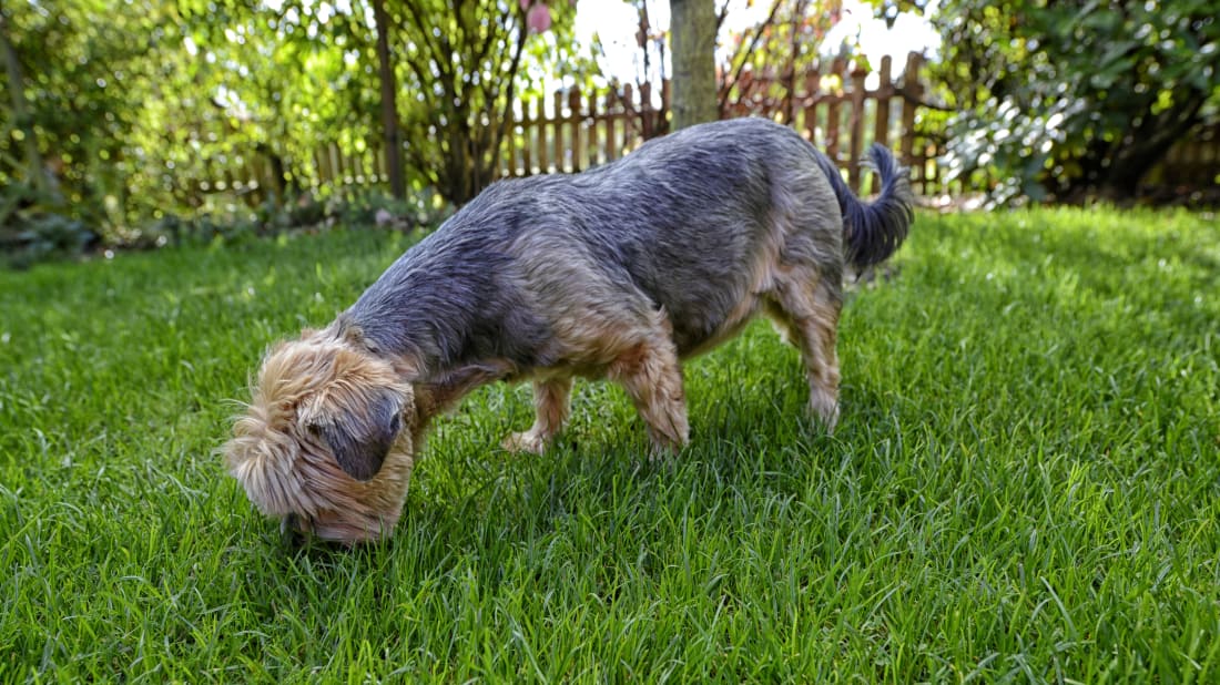 schulzie/iStock via Getty Images