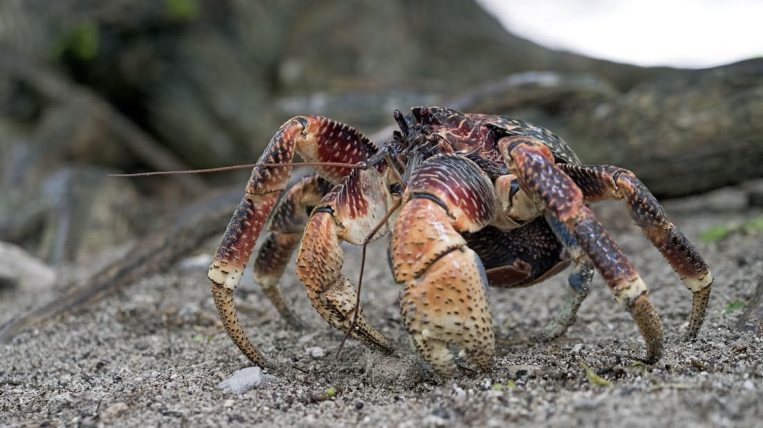 Janos/iStock via Getty Images