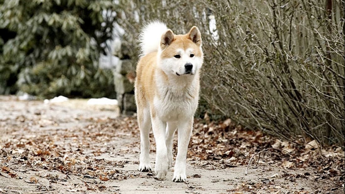 A scene from Lasse Hallström's Hachi: A Dog's Tale (2009), ba<em></em>sed on the life of Hachikō.