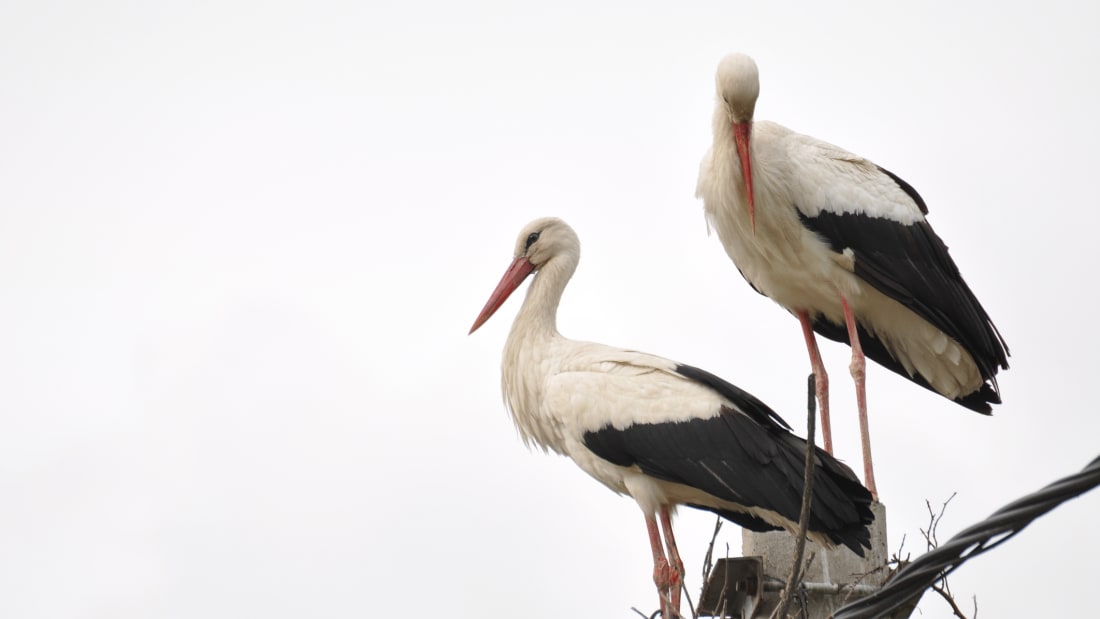 Two adult storks in a nest 