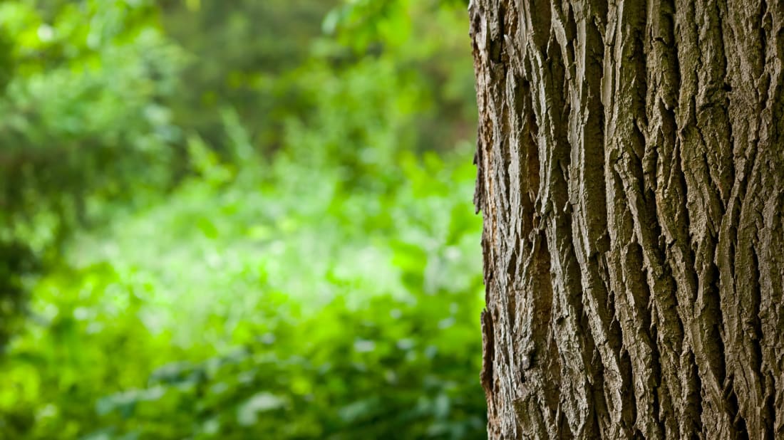 insagostudio/iStock via Getty Images