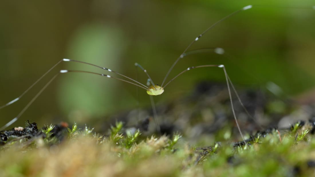 Here's what you need to know a<em></em>bout daddy longlegs.