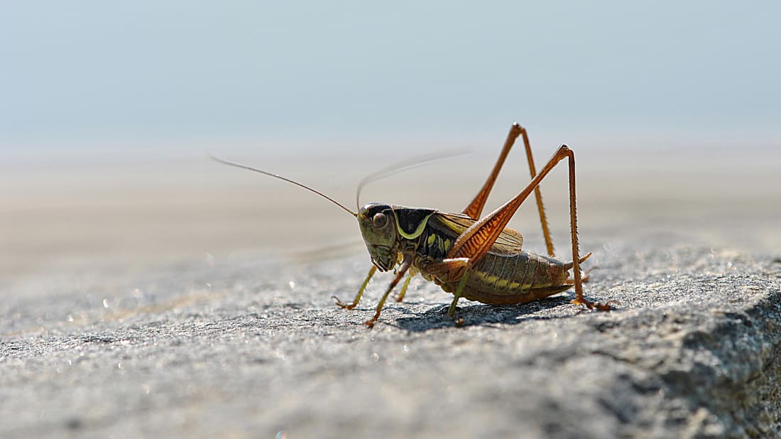 ZelmaB/iStock via Getty Images