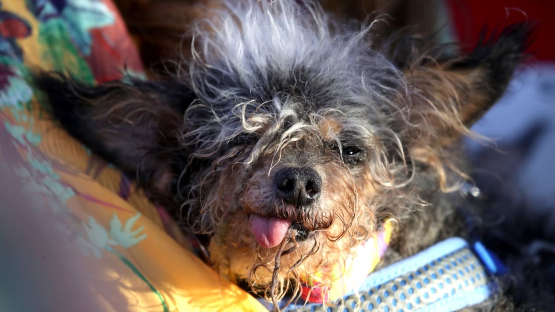 Scamp the Tramp won the World's Ugliest Dog co<em></em>ntest at the Marin-So<em></em>noma County Fair on June 21, 2019 in Petaluma, California.