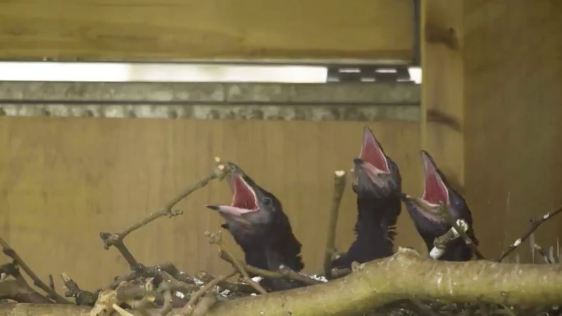 Some of the baby ravens born at the Tower of London