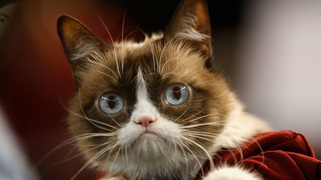 Grumpy Cat attends a ba<em></em>seball game between the Arizona Diamo<em></em>ndbacks and the San Francisco Giants at Chase Field on September 7, 2015 in Phoenix, Arizona.