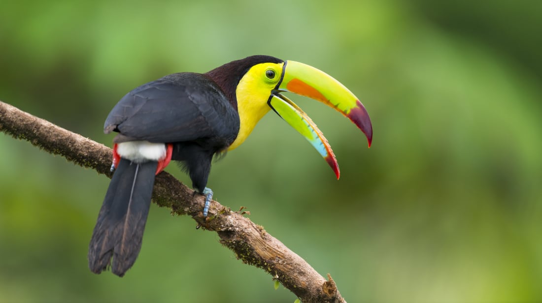 A toucan, a.k.a. an "egg-sucker"