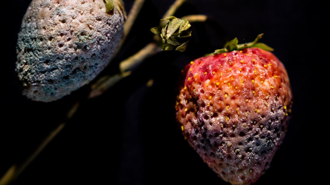 Strawberry with Penicillium sp. mold, Rudolf Blaschka, 1929