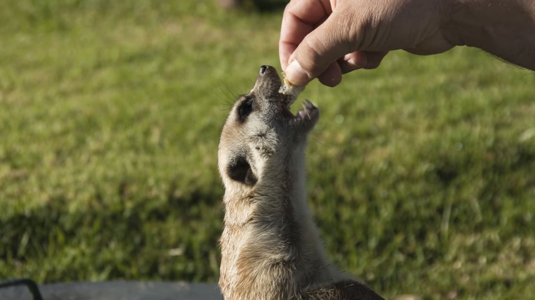 iStock.com/THEGIFT777