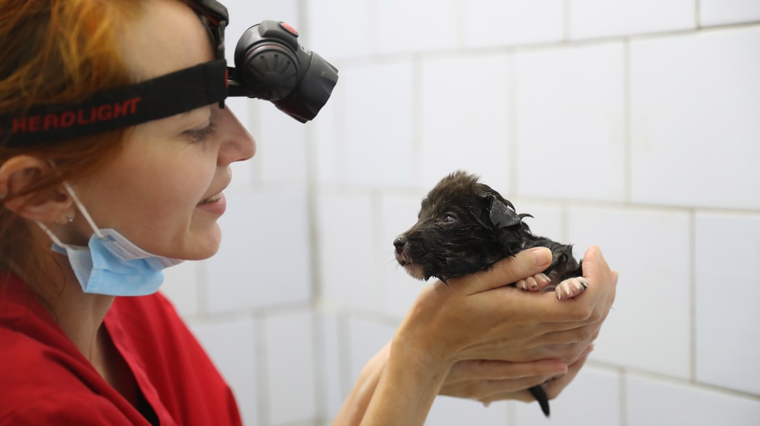 A veterinarian working for The Dogs of Chernobyl initiative bathes a stray puppy in Chernobyl.