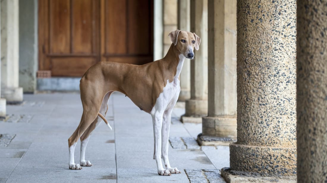 iStock.com/animalinfo