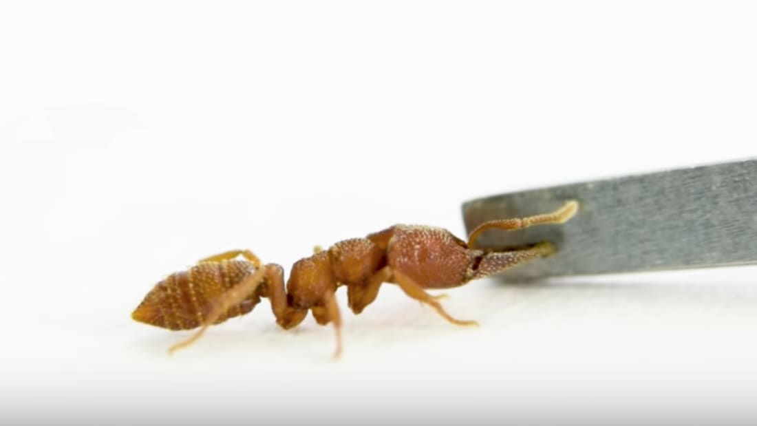 Ant Lab, YouTube