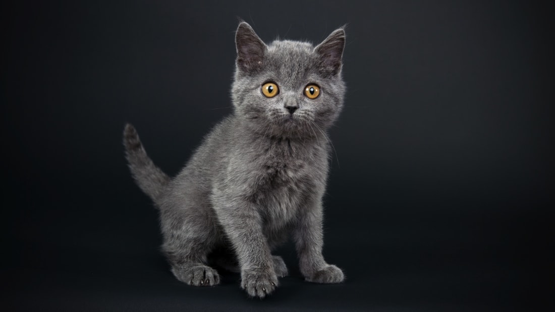 iStock/101cats