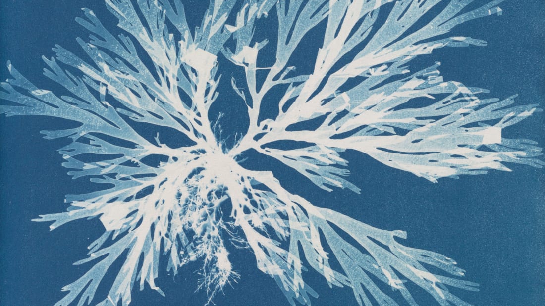 Anna Atkins (1799–1871), Dictyota dichotoma, in the young state & in fruit, from Part
XI of Photographs of British Algae: Cyanotype Impressions, 1849-1850, cyanotype

