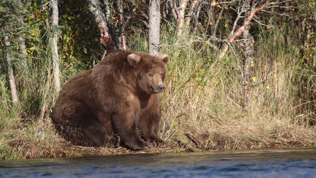 Katmai Natio<em></em>nal Park and Preserve, Flickr // Public Domain Mark 1.0