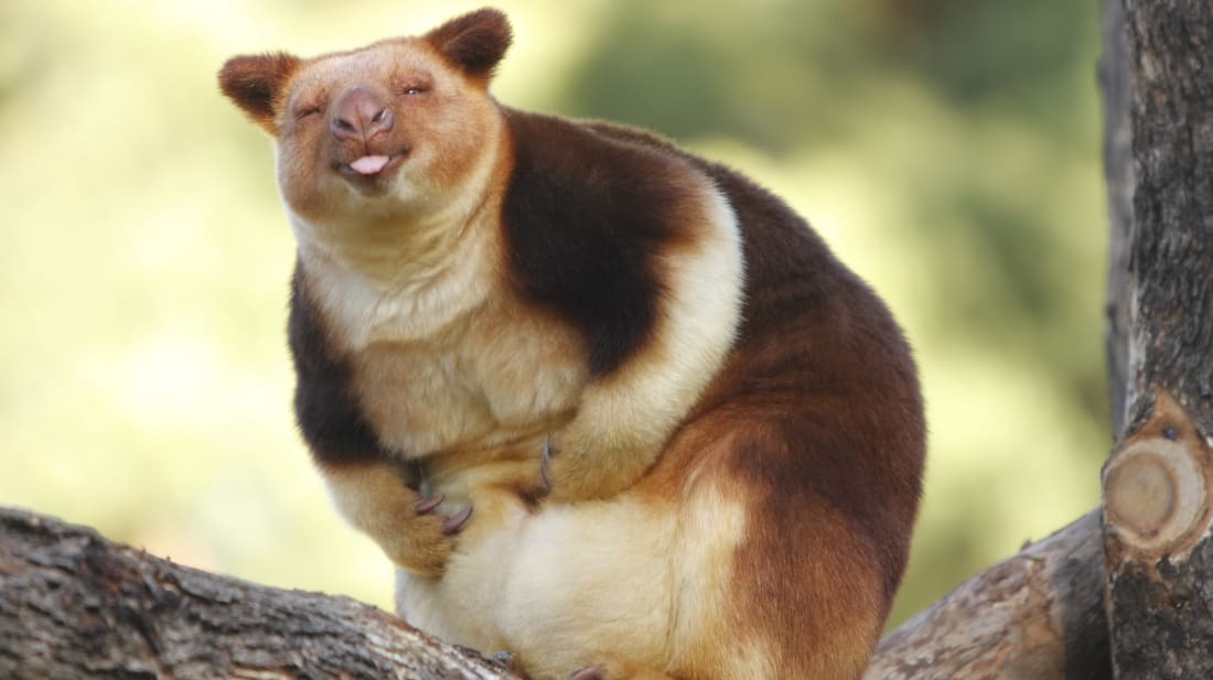 A different species of tree kangaroo 