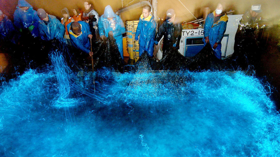 Fishermen trawl a net co<em></em>ntaining a large number of glowing firefly squid in central Japan. 