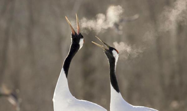 A pair of red-crowned cranes in Hokkaido, Japan. 